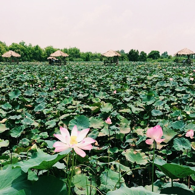 Miền Tây mùa nước nổi đi mãi chẳng hết điểm check-in