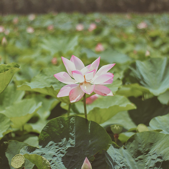 Miền Tây mùa nước nổi đi mãi chẳng hết điểm check-in