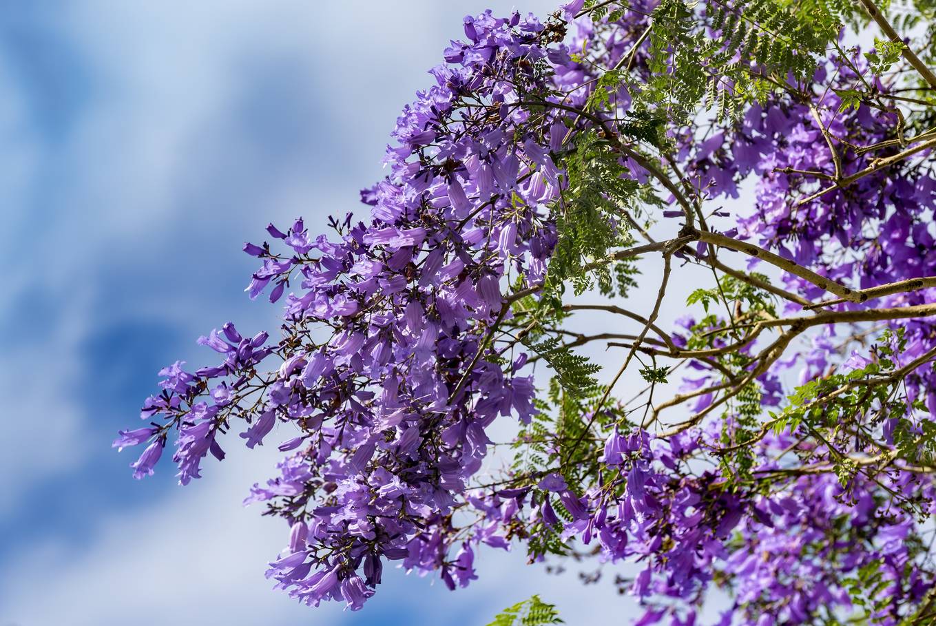 Phượng tím nở rộ trên đường phố Đà Lạt