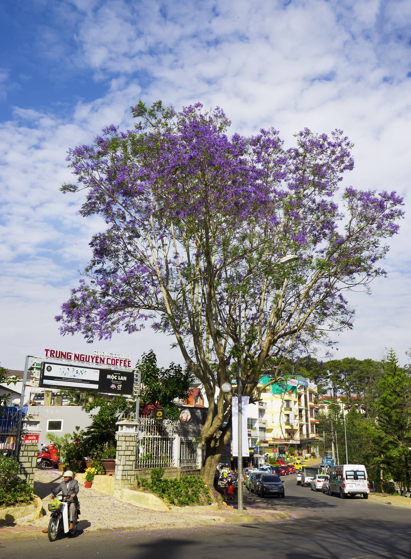 Phượng tím nở rộ trên đường phố Đà Lạt