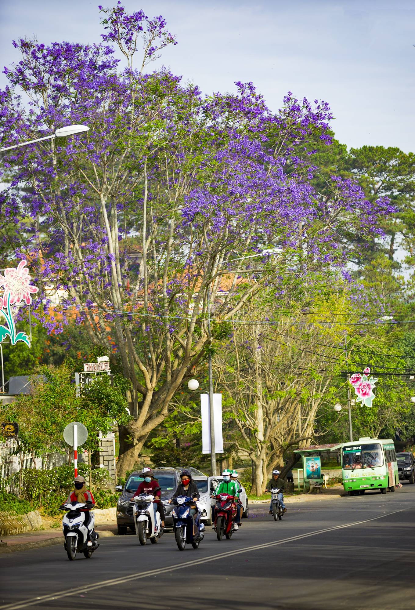 Phượng tím nở rộ trên đường phố Đà Lạt