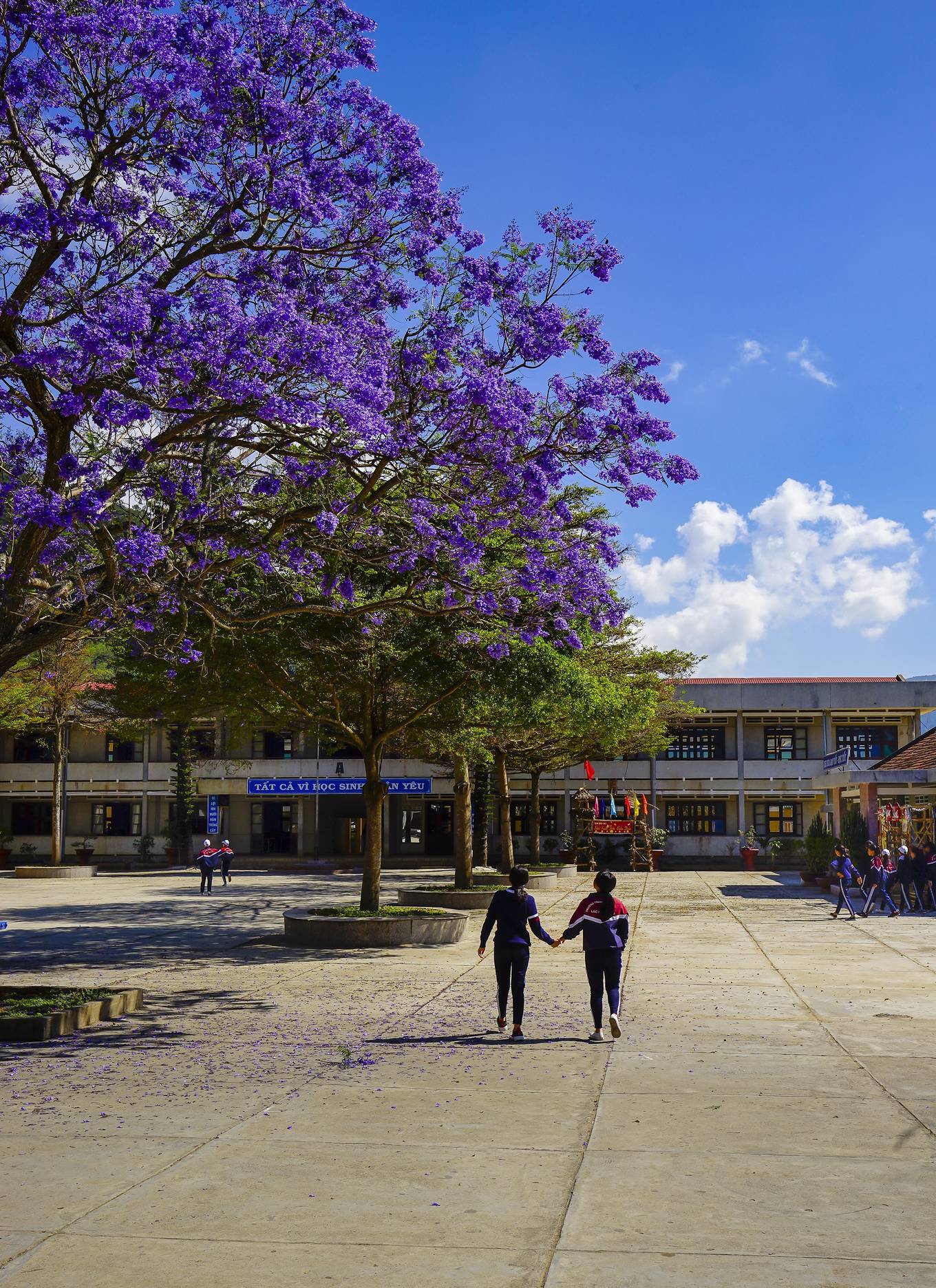 Phượng tím nở rộ trên đường phố Đà Lạt