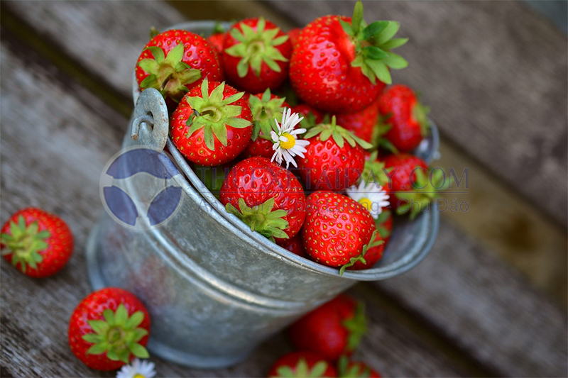 Dâu tây – thức ăn quả ngọt ngào ai cũng thích