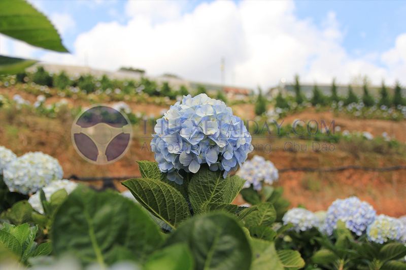 Hoa Đà Lạt – đặc sản của thành phố sương mờ