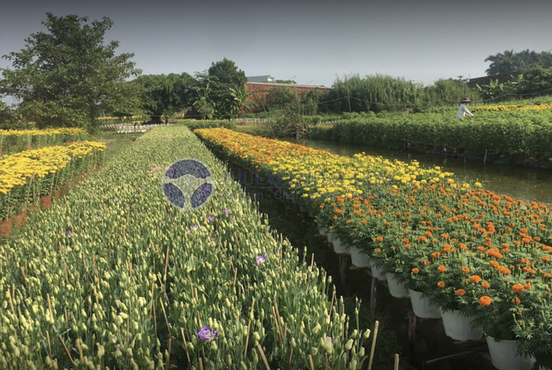 Làng hoa Bà Bộ Cần Thơ