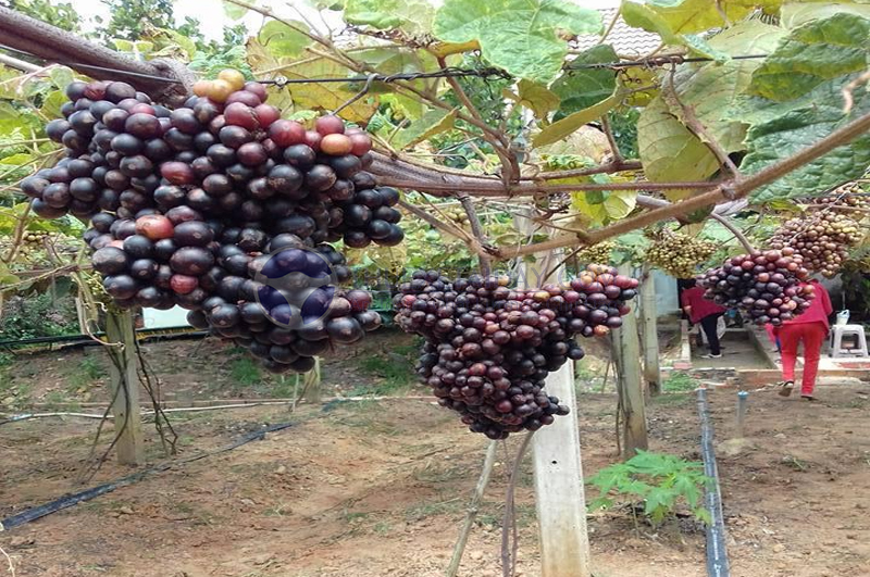 Vườn nho Tây Ninh