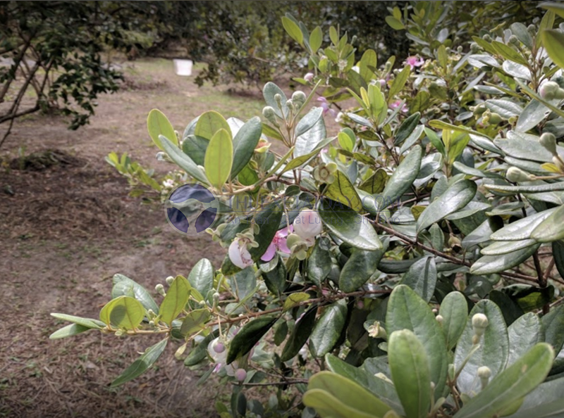 Vườn sim Sơn Phú Quốc