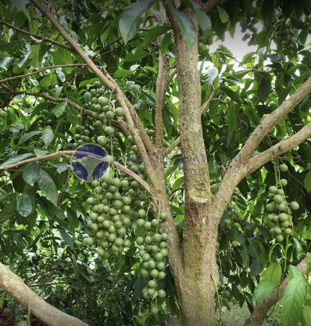 Vườn trái cây Cần Thơ