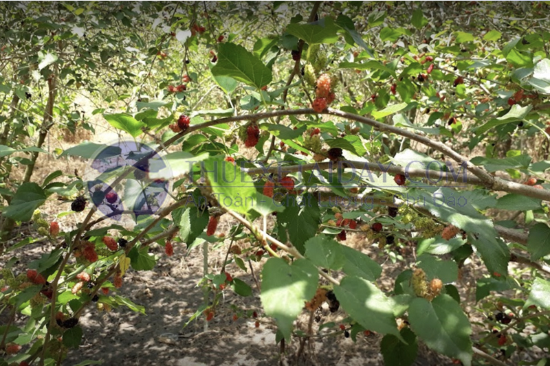 Vườn dâu tầm Ngọc Thái