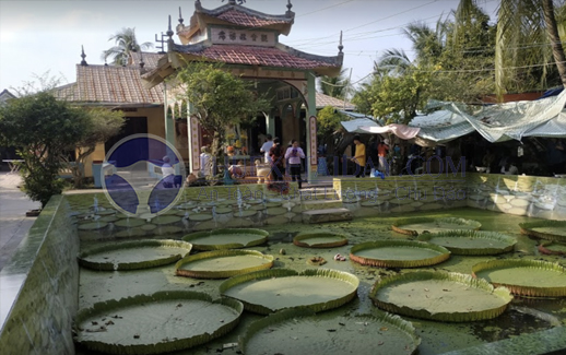 Chùa Lá Sen Đồng Tháp
