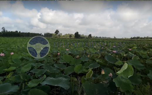 Khu du lịch sinh thái đồng sen Tháp Mười Đồng Tháp