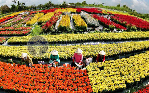 Làng hoa kiểng Sa Đéc Đồng Tháp