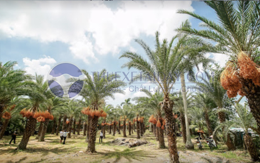 Du lịch vườn chà là Đồng Tháp