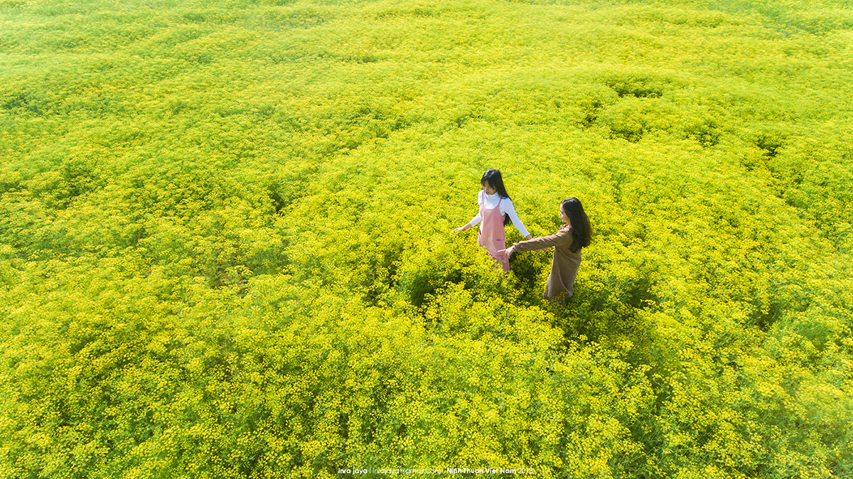 Vẻ đẹp của cánh đồng hoa thì là đang gây sốt ở Ninh Thuận