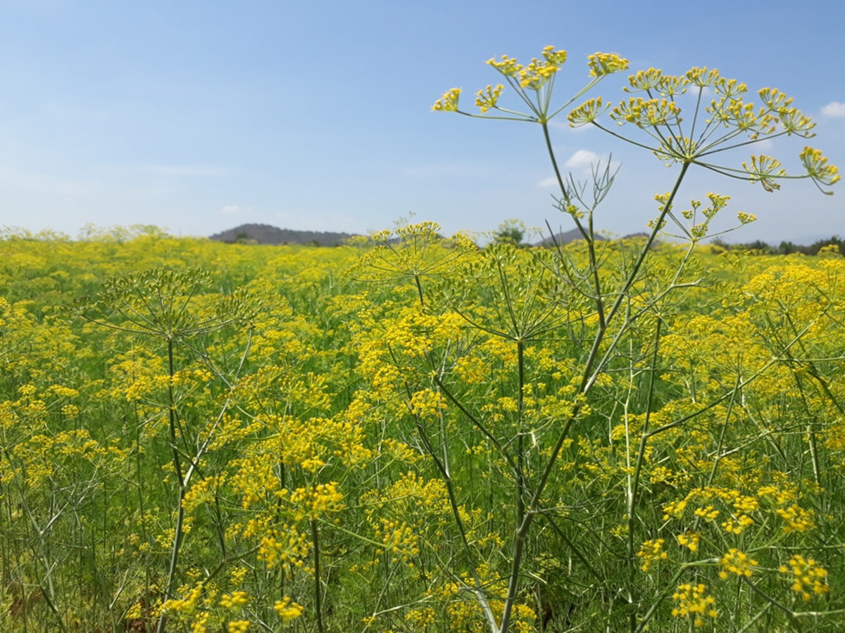 Vẻ đẹp của cánh đồng hoa thì là đang gây sốt ở Ninh Thuận