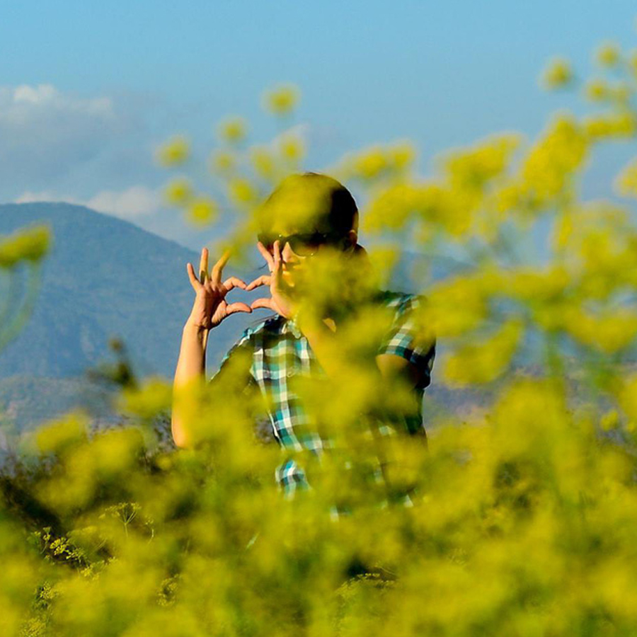 Vẻ đẹp của cánh đồng hoa thì là đang gây sốt ở Ninh Thuận