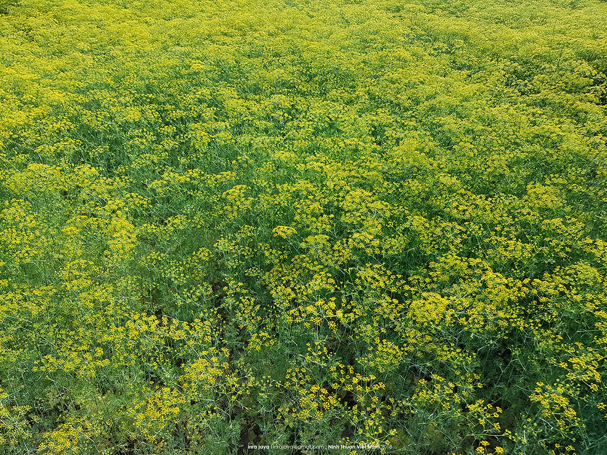 Vẻ đẹp của cánh đồng hoa thì là đang gây sốt ở Ninh Thuận