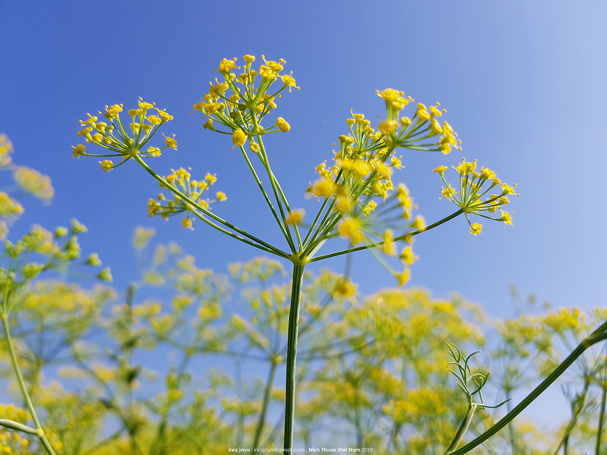 Vẻ đẹp của cánh đồng hoa thì là đang gây sốt ở Ninh Thuận