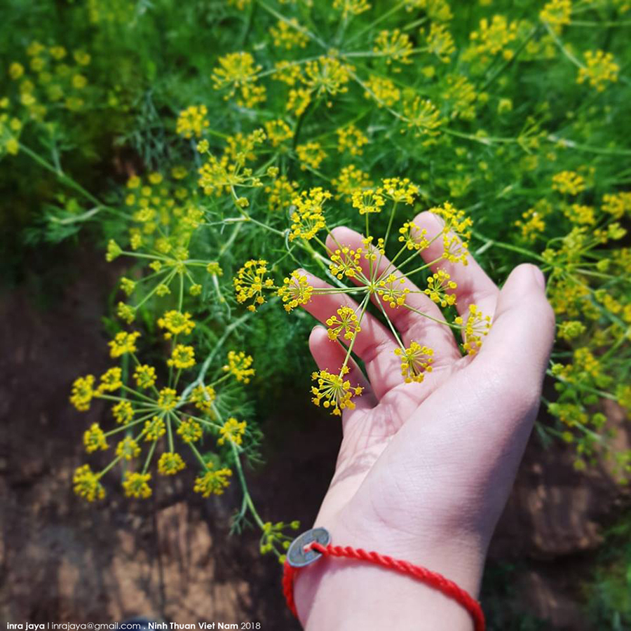 Vẻ đẹp của cánh đồng hoa thì là đang gây sốt ở Ninh Thuận