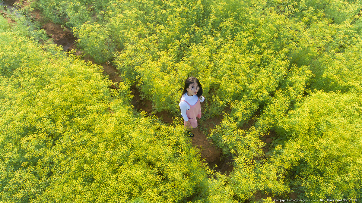 Vẻ đẹp của cánh đồng hoa thì là đang gây sốt ở Ninh Thuận