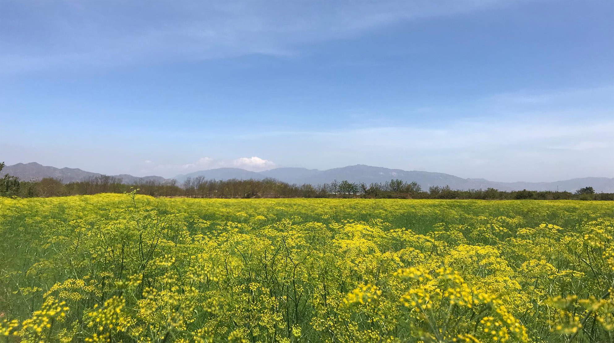 Vẻ đẹp của cánh đồng hoa thì là đang gây sốt ở Ninh Thuận