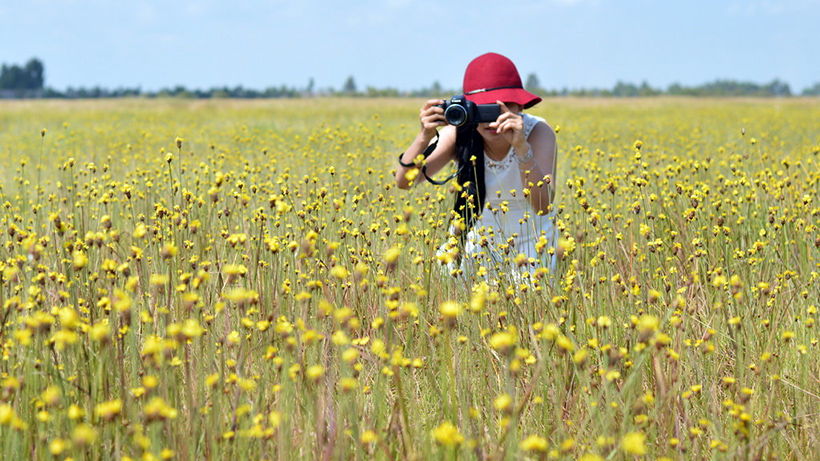 du-khach-chup-anh-voi-hoa-hoang-dau-an-dong-thap