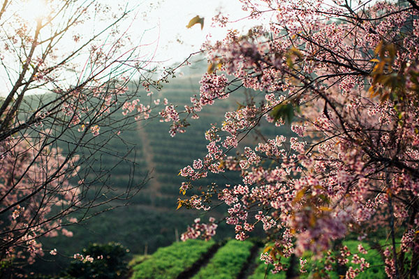 hoa-mai-anh-dao-bat-ngo-no-ruc-hong-pho-nui-da-lat