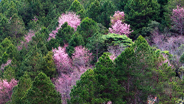 hoa-mai-anh-dao-bat-ngo-no-ruc-hong-pho-nui-da-lat