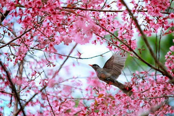 hoa-mai-anh-dao-bat-ngo-no-ruc-hong-pho-nui-da-lat