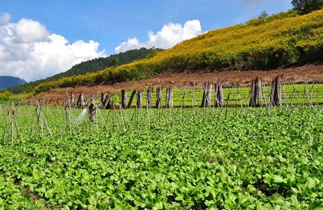 me-man-voi-nhung-cung-duong-hoa-da-quy-dep-nhat-o-da-lat