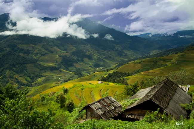 sac-vang-ruc-ro-mu-cang-chai-mua-lua-chin-1