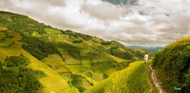 sac-vang-ruc-ro-mu-cang-chai-mua-lua-chin-3