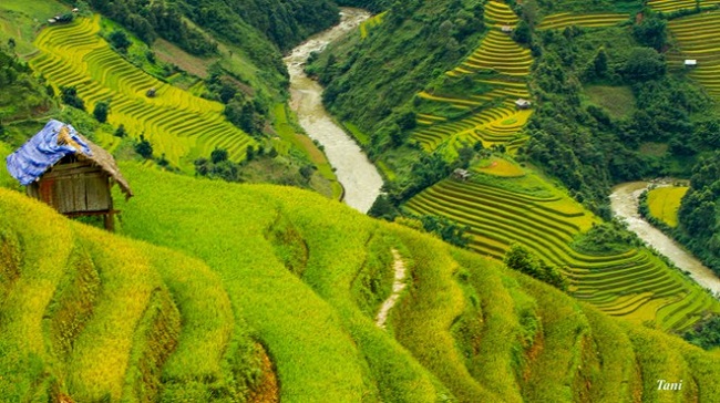 sac-vang-ruc-ro-mu-cang-chai-mua-lua-chin-4