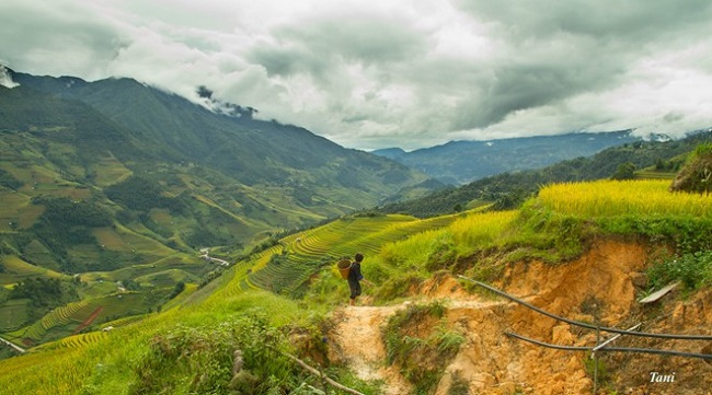 sac-vang-ruc-ro-mu-cang-chai-mua-lua-chin-5