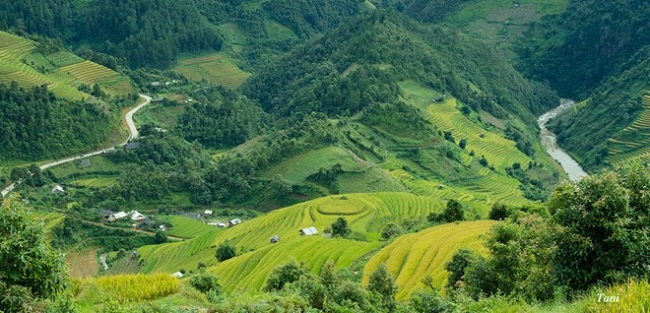 sac-vang-ruc-ro-mu-cang-chai-mua-lua-chin-6