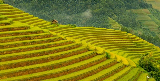 sac-vang-ruc-ro-mu-cang-chai-mua-lua-chin-7