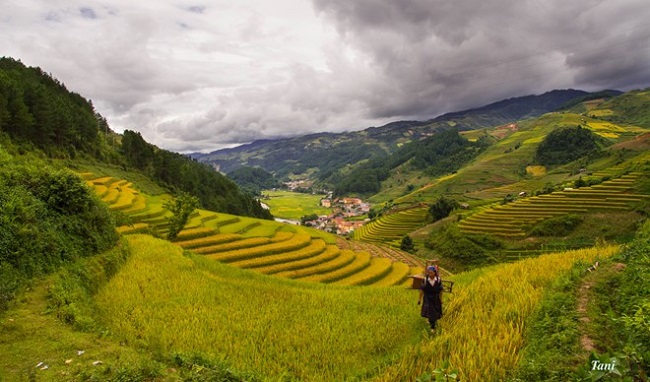 sac-vang-ruc-ro-mu-cang-chai-mua-lua-chin-8