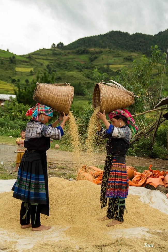 sac-vang-ruc-ro-mu-cang-chai-mua-lua-chin-9