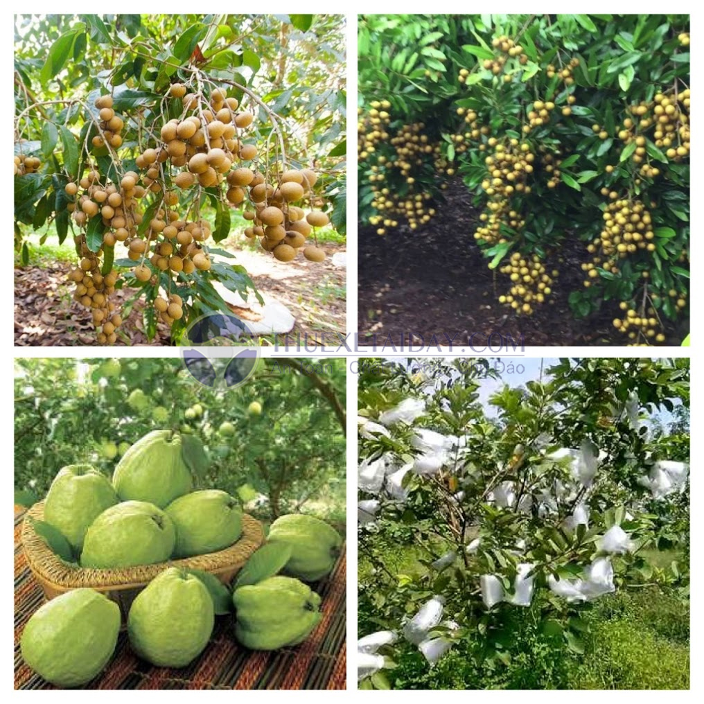 Khu du lịch Cù Lao An Bình