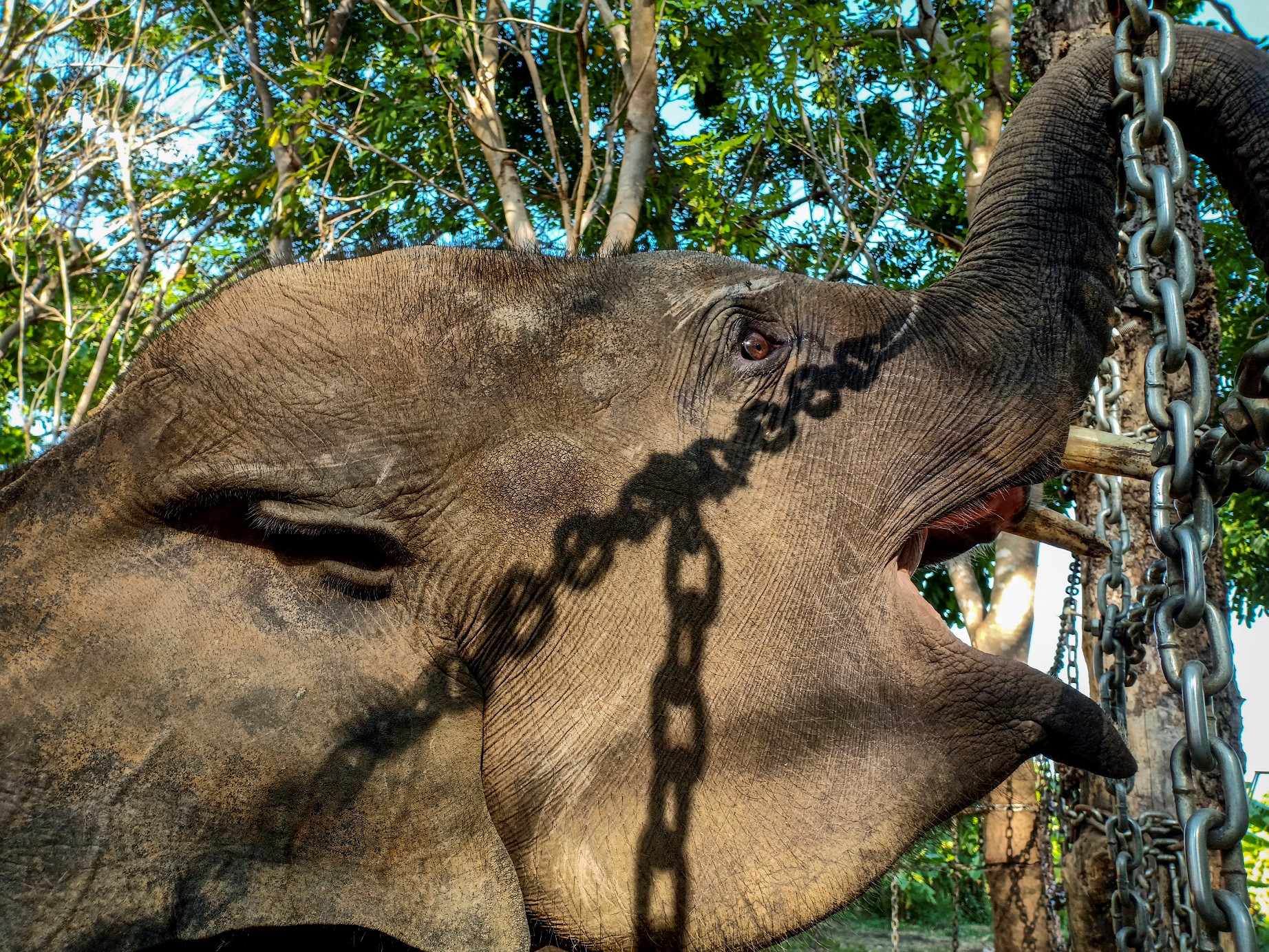 Theo chân voi buôn Đôn, tìm về miền đất đỏ hoang dã