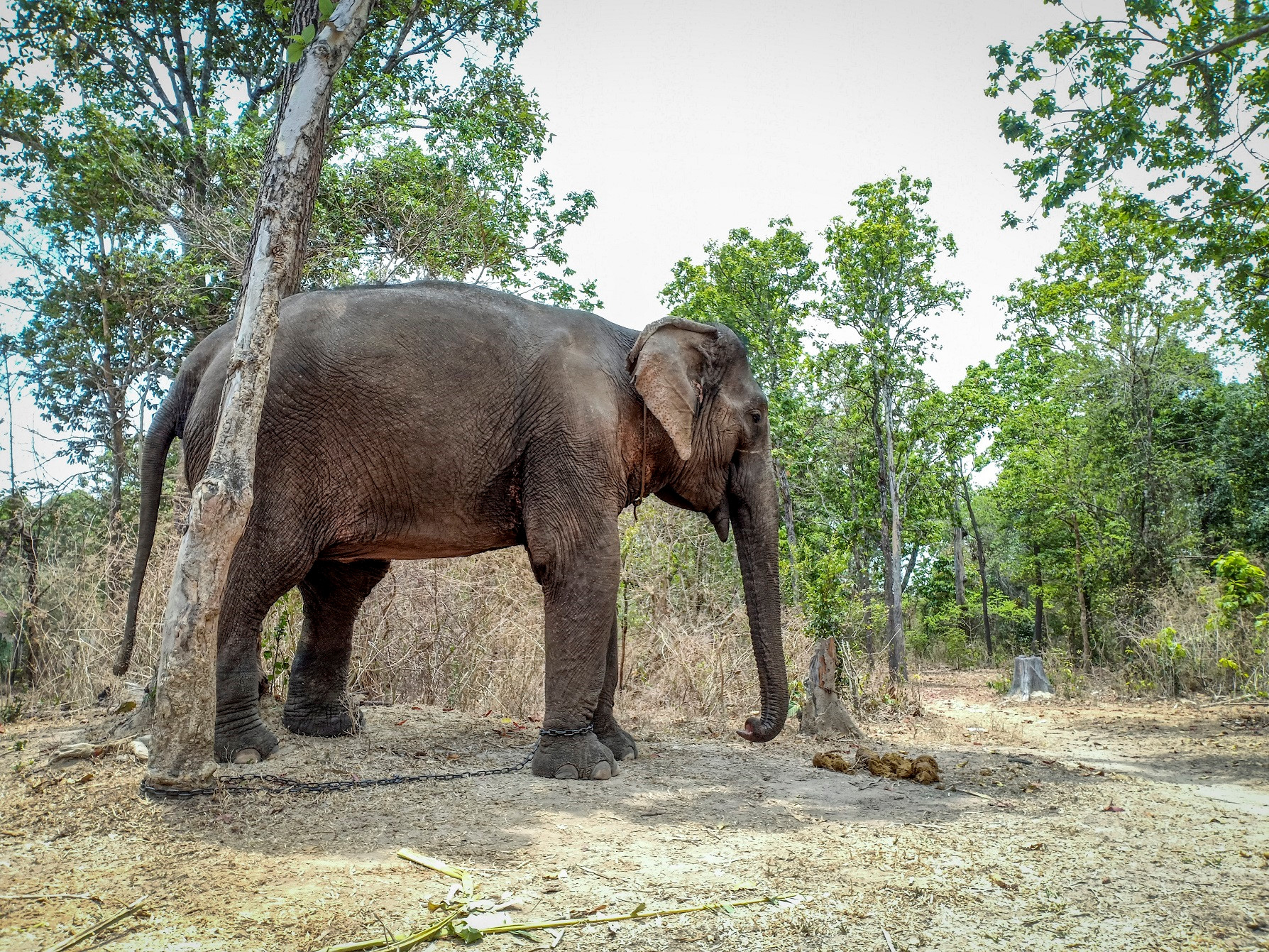 Theo chân voi buôn Đôn, tìm về miền đất đỏ hoang dã