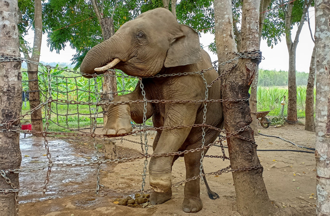 Theo chân voi buôn Đôn, tìm về miền đất đỏ hoang dã