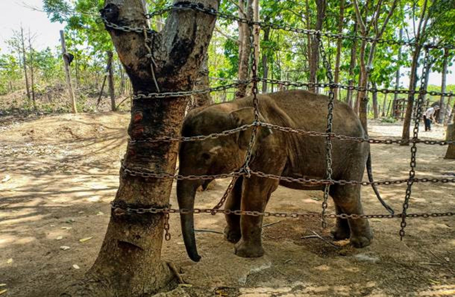 Theo chân voi buôn Đôn, tìm về miền đất đỏ hoang dã